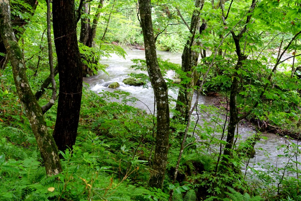 Oirase Mountain Stream - Towada, Aomori - DSC00959