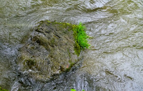 Oirase Mountain Stream - Towada, Aomori - DSC00887