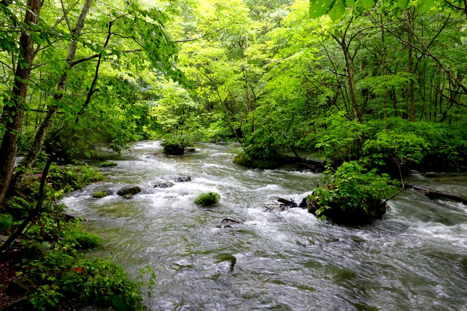 Oirase Mountain Stream - Towada, Aomori - DSC00989