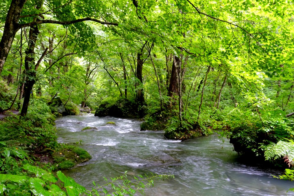 Oirase Mountain Stream - Towada, Aomori - DSC01246