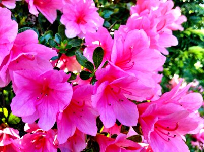 Color pink rhododendron foliage photo