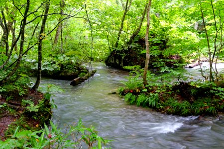 Oirase Mountain Stream - Towada, Aomori - DSC01234