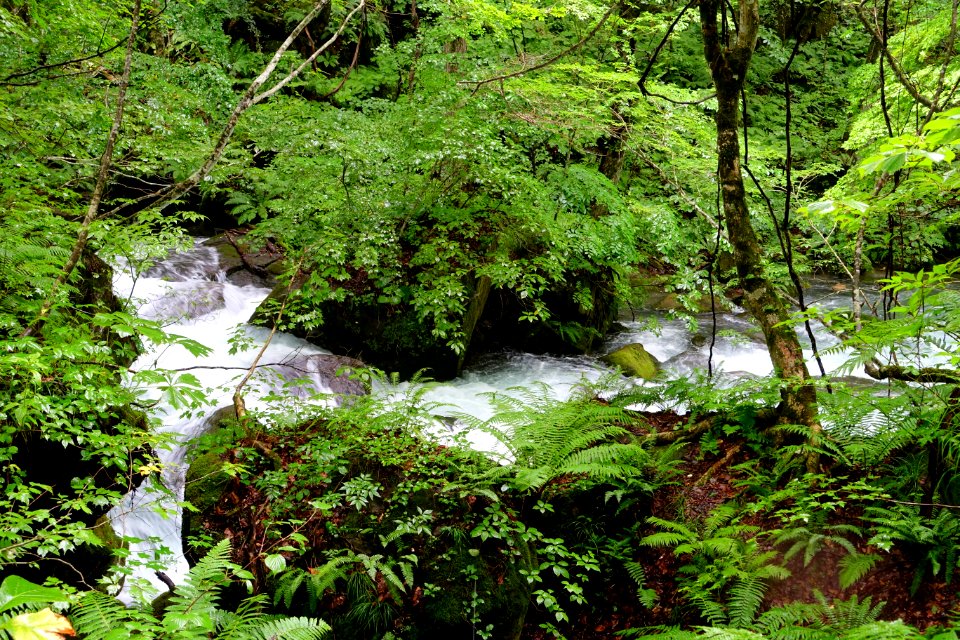 Oirase Mountain Stream - Towada, Aomori - DSC01176