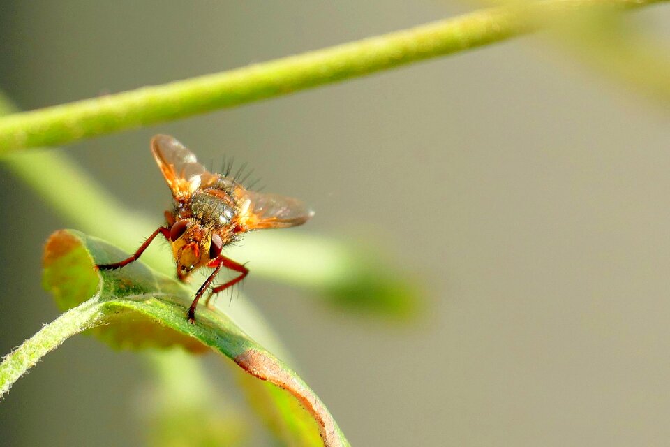 Insect animal macro