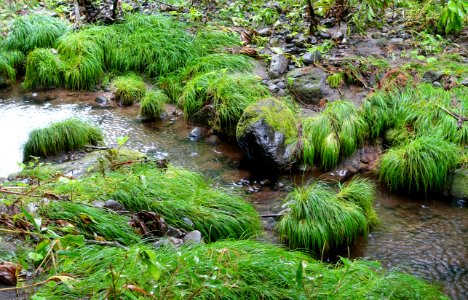 Oirase Mountain Stream - Towada, Aomori - DSC00877