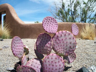 Cacti color thorn