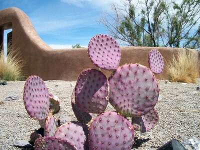 Cacti color thorn photo