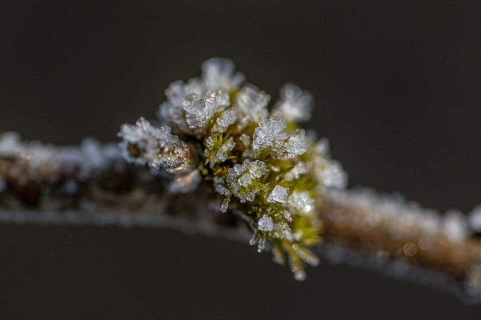 Wintry snow winter dream