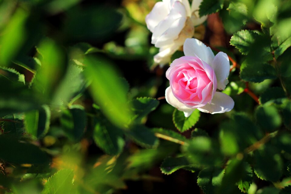 Rose bloom blossom bloom