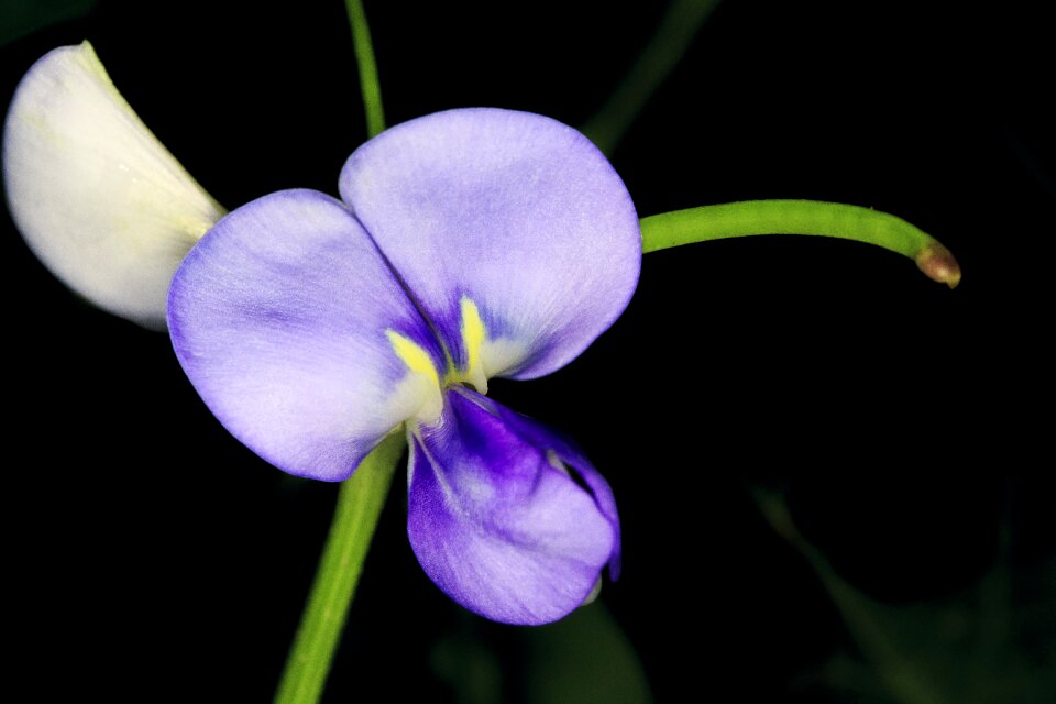 Blooming natural black beans