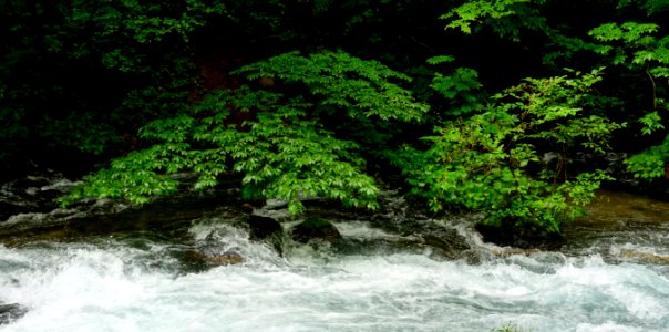 Oirase Mountain Stream - Towada, Aomori - DSC01058