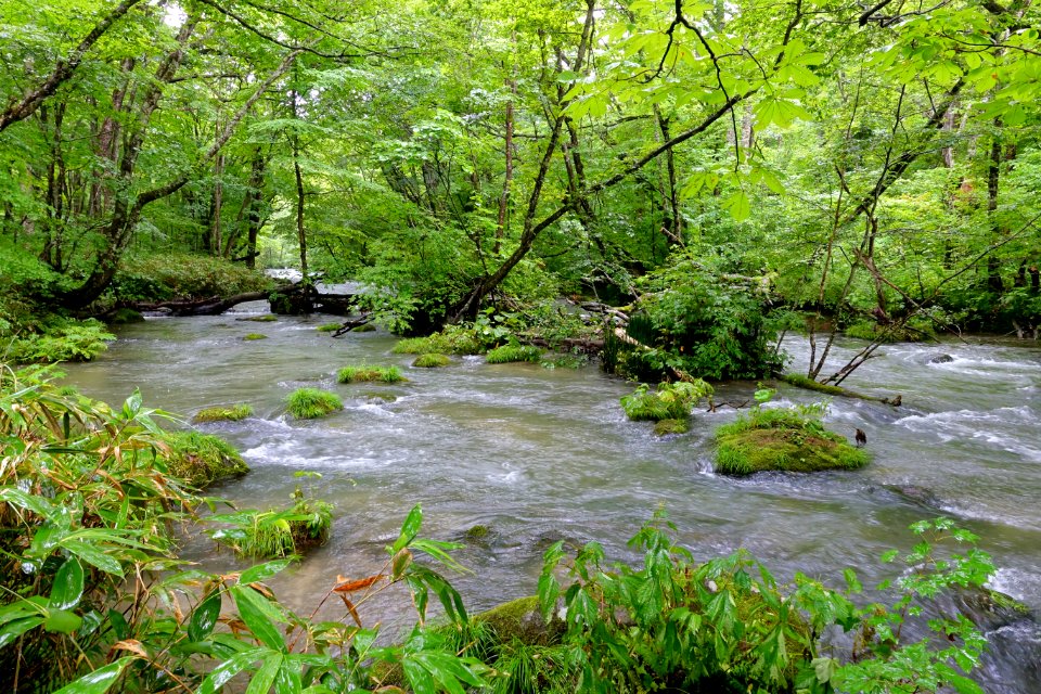 Oirase Mountain Stream - Towada, Aomori - DSC00947