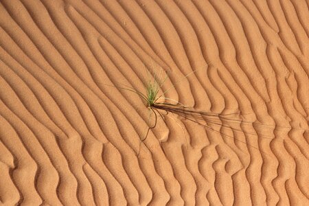 Dunes arid lonely photo