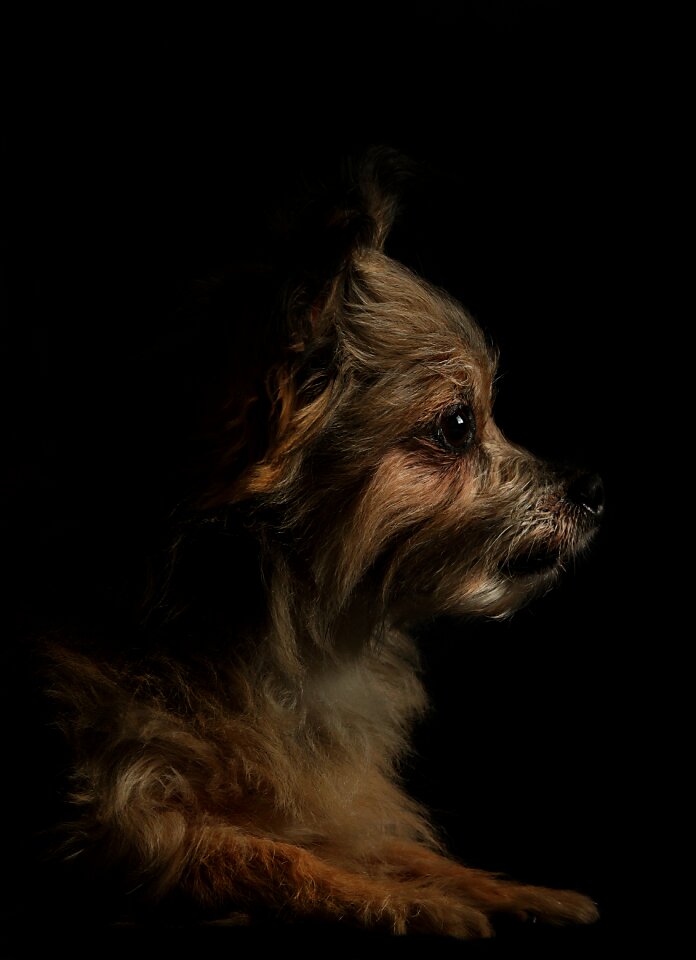 Animals dogs faithful