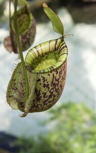 Botanical insect catcher