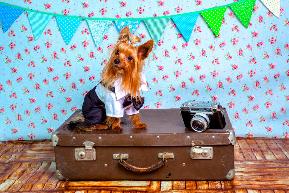 Sweet pet traveler