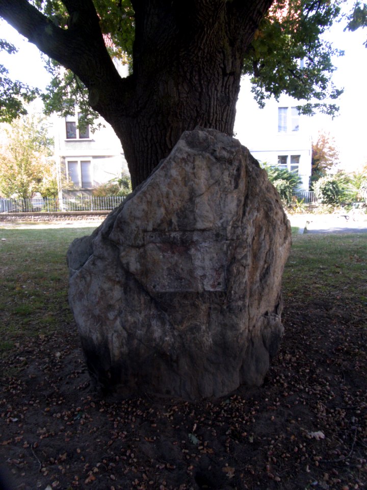 Offenbacher Jahn-Eiche by DaB. 3