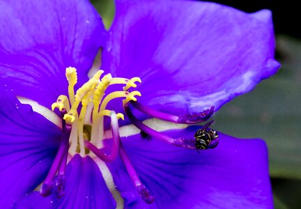 Bees flower natural