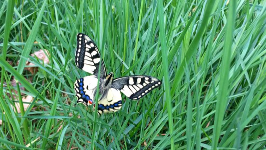 Butterfly meadow green