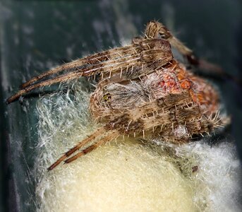 Silk spider web macro photo
