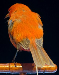 Oreomistis flammea Wilson, male, Bishop Museum, Honolulu