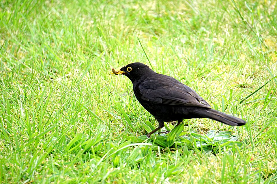 Outdoors blackbird grass