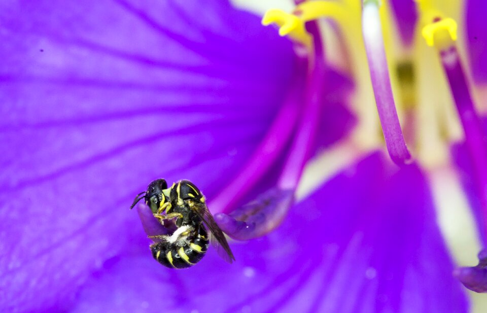 Blooming natural bees photo