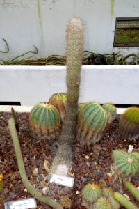 Oreocereus trollii - Orto botanico - Rome, Italy - DSC00058