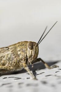 Eyes striated anacridium aegyptium