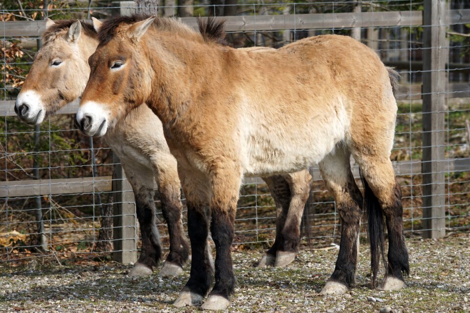 Perissodactyla equus ferus mammal
