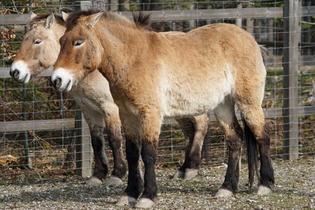 Perissodactyla equus ferus mammal
