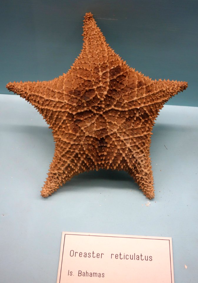 Oreaster reticulatus - Museo Civico di Storia Naturale Giacomo Doria - Genoa, Italy - DSC03204