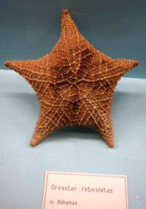 Oreaster reticulatus - Museo Civico di Storia Naturale Giacomo Doria - Genoa, Italy - DSC03204