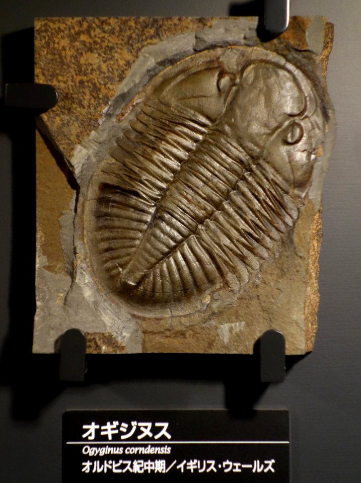 Ogyginus corndensis - National Museum of Nature and Science, Tokyo - DSC07744