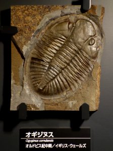 Ogyginus corndensis - National Museum of Nature and Science, Tokyo - DSC07744