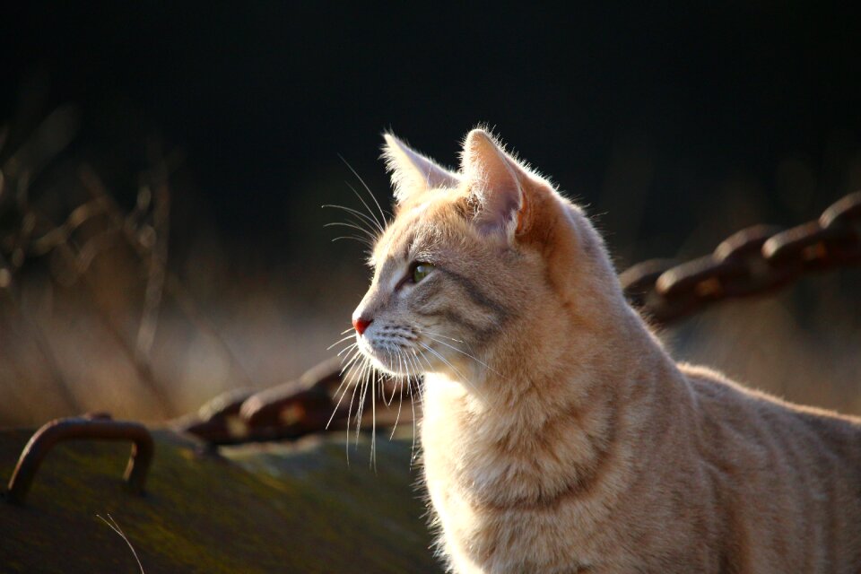 Cat face breed cat siamese cat
