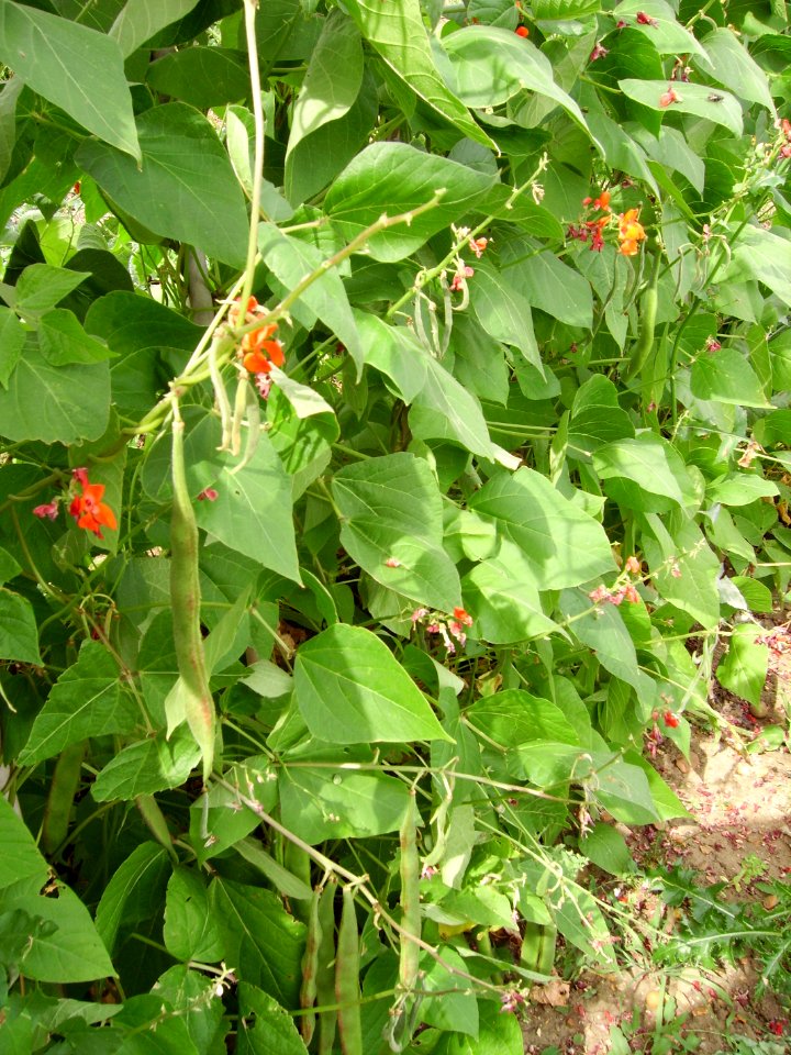 OrdinaryRunnerBeansGrowing