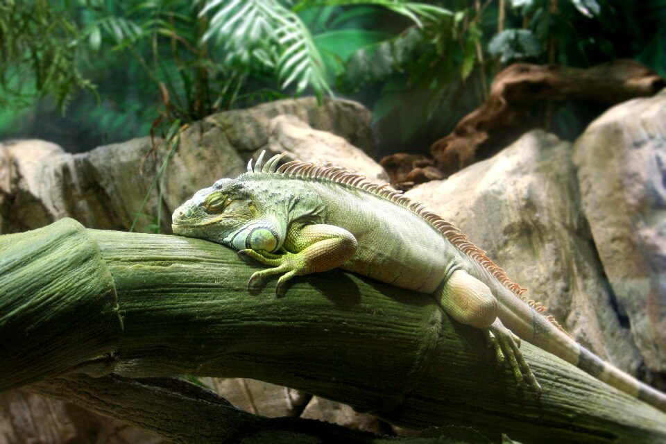 Tranquility animal world zoological gardens