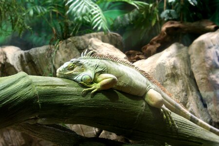 Tranquility animal world zoological gardens