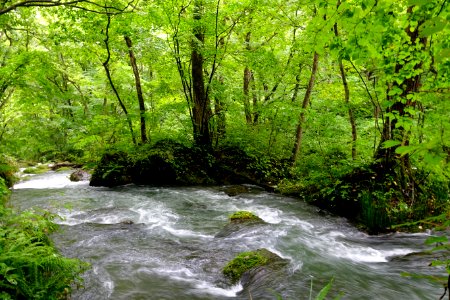 Oirase Mountain Stream - Towada, Aomori - DSC01252