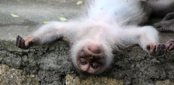Monkey relaxation primate