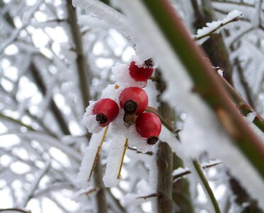 Frosted rose hips rimy nature photo