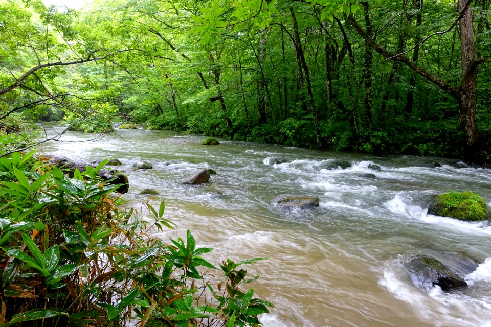 Oirase Mountain Stream - Towada, Aomori - DSC00943