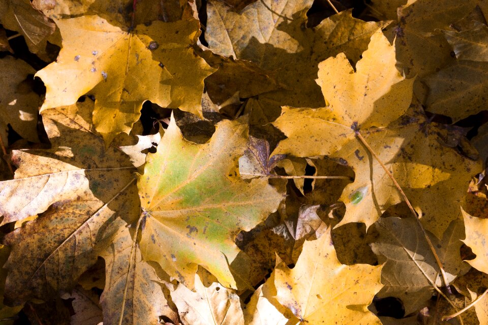 Yellow green brown