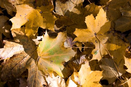 Yellow green brown