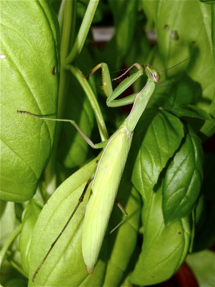 Vegetable nature agriculture
