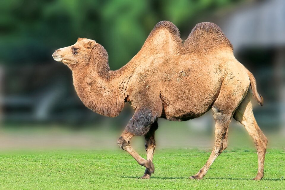 Animal mammal zoo