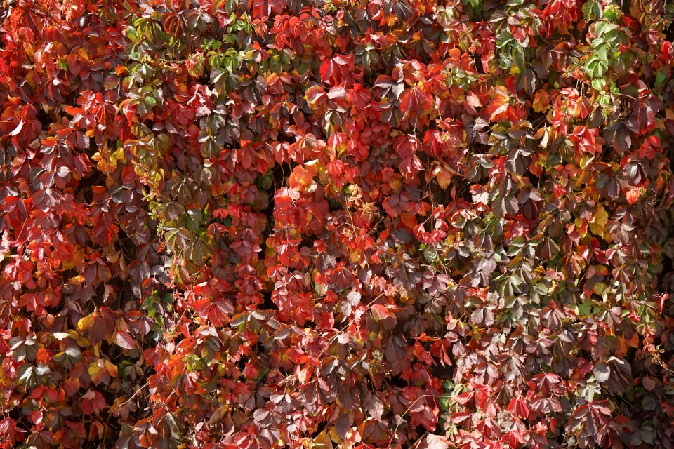The scenery plant wall vines