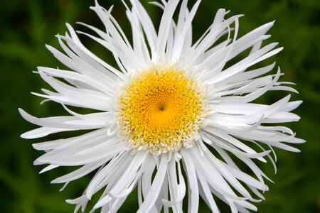 Petals nature spring