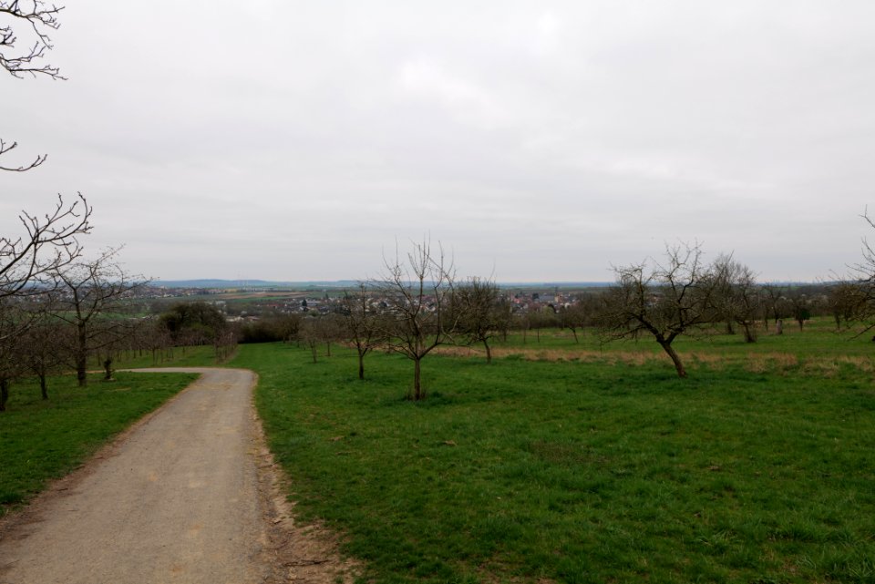 Orchard Ockstadt 2021-04-02 45